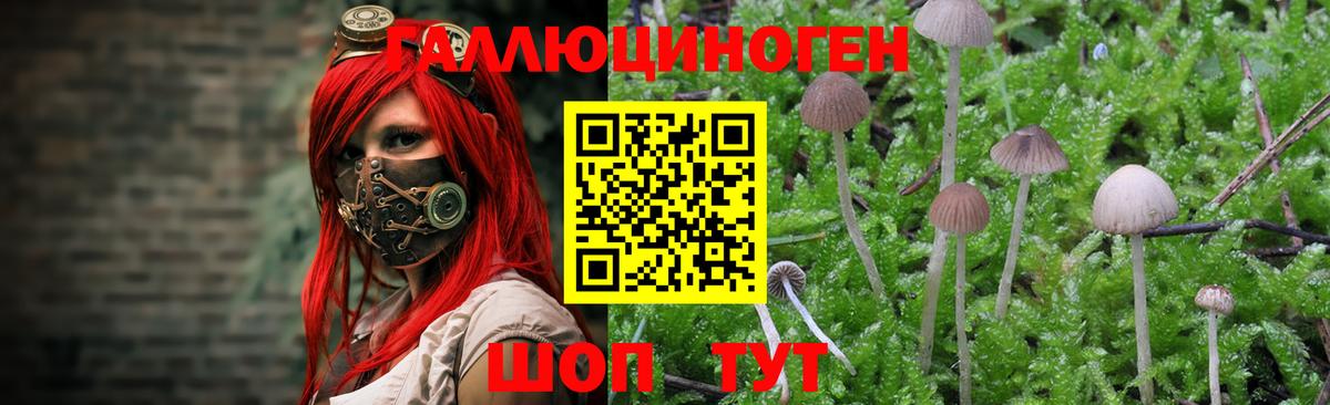 Псилоцибиновые грибы мицелий  Бердск 